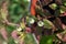 Flowering Aztec sweet herb (Phyla scaberrima, Syn.: Lippia dulcis)