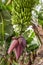 A flowering banana plant with a healthy crop of bananas