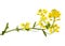 Flowering Barbarea vulgaris or Yellow Rocket plant