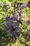 Flowering Basil in the garden. Flowers close-up