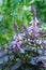 Flowering basil plants in a greenhouse. City garden. The concept of growing vegetables