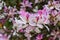 Flowering of the Bauhinia Orchid tree in spring