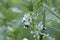 Flowering bean plant