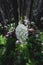 Flowering Bear Grass in Dark Forest