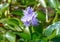 Flowering, beautiful blue water hyacinth in the lake.