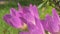 flowering beautiful white - violet crocuses at sunny autumn day. close up