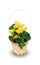 Flowering Begonia a potted plant isolated over white