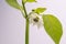 Flowering bell pepper plant with petals open.