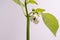 Flowering bell pepper plant with petals opening and still partially closed