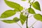 Flowering bell pepper plant with white petals. Close up, shallow depth of field.