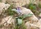 Flowering of Belvalia latin - Bellevalia desertorum in the Negev desert