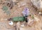 Flowering of Belvalia latin - Bellevalia desertorum in the Negev desert