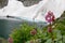 Flowering Bergenia crassifolia near the Second Medium Lake on Mount Krasnaya, Altai mountains, Siberia