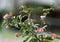 Flowering berry bush Blueberry high lat. Vaccinium corymbosum