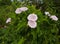 Flowering bindweed