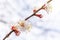 Flowering birch branch against the sky. Spring flowering trees