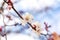 Flowering birch branch against the sky. Spring flowering trees