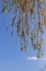 Flowering birch branches in the spring against the sky