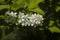 Flowering bird cherry branch on a light background