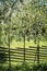 Flowering bird-cherry branches above an old garden fence