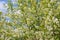 Flowering bird cherry Prunus padus tree in front of blue sky.