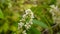 Flowering bird cherry spring close-up, branches in wind. Prunus padus. Video footage HD shooting of static camera.