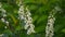 Flowering bird cherry spring close-up, branches in wind. Prunus padus. Video footage HD shooting of static camera.