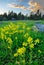 Flowering Bittercress, Herb Barbara, Barbarea vulgaris