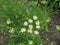 Flowering black cumin, Bunium bulbocastanum