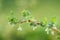 Flowering Black Currant Branch