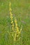 Flowering black mullein Verbascum nigrum L.. General form