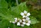 Flowering blackberry artisanal Rubus fruticosus L