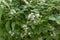 Flowering blackberry brambles