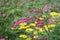 Flowering bleeding heart Lamprocapnos spectabilis, syn. Dicentra spectabilis plant with pink flowers