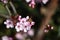 Flowering blood plum (Prunus cerasifera)