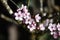 Flowering blood plum (Prunus cerasifera)