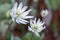 Flowering Bloodroot, Sanguinaria canadensis