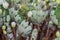 Flowering Bloodroot Sanguinaria canadensis, with budding flowers