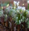 Flowering Bloodroot Sanguinaria canadensis, forrest floor