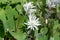 Flowering Bloodroot Sanguinaria canadensis Star, white inflorescence