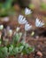 Flowering Bloodroot Sanguinaria canadensis, with white flowers