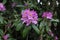 The flowering bloom of a pink rhododendron
