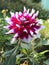 The flowering bloom of a red or bright maroon and white dahlia