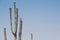 Flowering and blooming saguaro cactus in Saguaro National Park Arizona - artistic filter applied