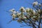 Flowering  Blooming White Apples Flowers With Indigo Blue Sky