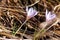 The flowering of blooms, crocuses in the mountains of the Stavropol Territory