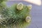 Flowering blooms of a Joshua Tree Yucca brevifolia