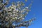 Flowering Blossoming  Apples Flowers