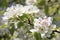 Flowering Blossoming Pear Flowers