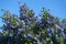 Flowering Blue Blossom Ceanothus evergreen shrub close up.